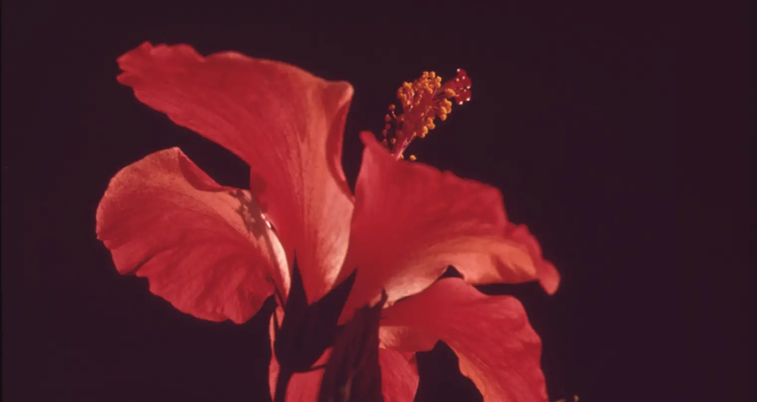 Photographie en gros plan d’une fleur rouge.